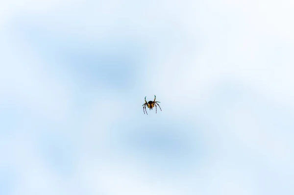 Amarillo Negro Araña Tejedora Orbes Insecto Araneide Que Baja Del — Foto de Stock