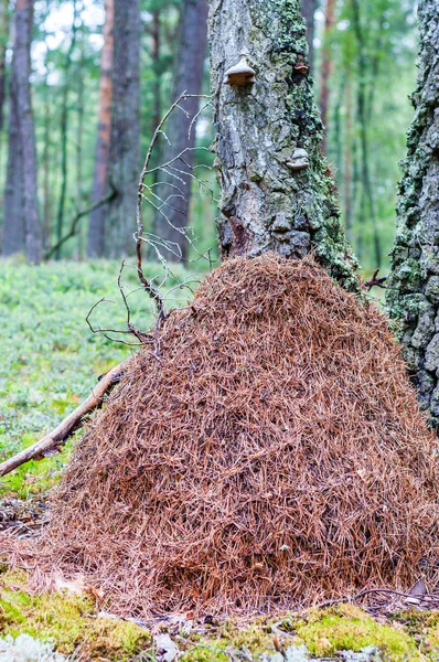乾燥松葉森の中の巨大な高蟻塚 — ストック写真