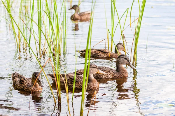 Group of young brown ducks, ducklings swimming together between the water plants in lake near the coast, feeding time. Water birds species in the waterfowl family Anatidae.