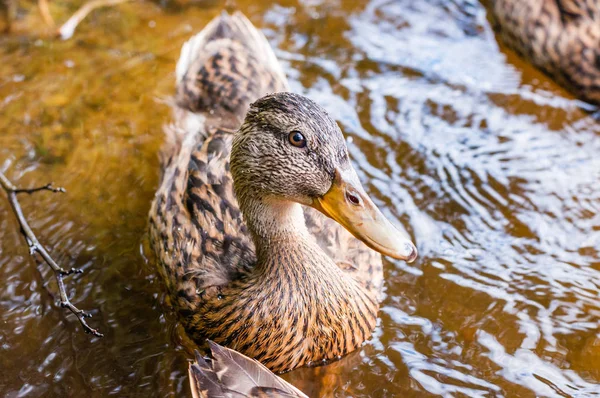 Close-up of a young brown duck, duckling swimming in lake near the coast, feeding time. Water birds species in the waterfowl family Anatidae.