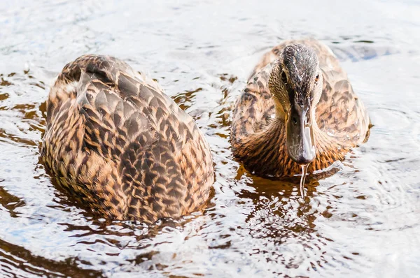 Dois Patos Castanhos Patinhos Mergulhando Para Pegar Comida Lago Perto — Fotografia de Stock