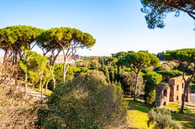 Çam, kadife ot çimler ve kalıntıları, kullanım, arka planda Roma Colosseum ile Palatine tepesi, Claudius'un kemeri kalıntıları büyüyen ile doğal evergreen Parkı