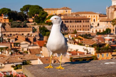 Beyaz martı çatıda oturan yakın çekim portre. Büyük bir martı kadar 65 cm uzunluğunda martı Larus Argentatus ya da Avrupa ringa martı, bir