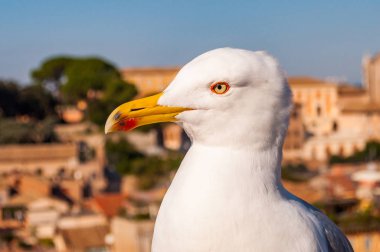 Beyaz martı çatıda oturan yakın çekim portre. Büyük bir martı kadar 65 cm uzunluğunda martı Larus Argentatus ya da Avrupa ringa martı, bir