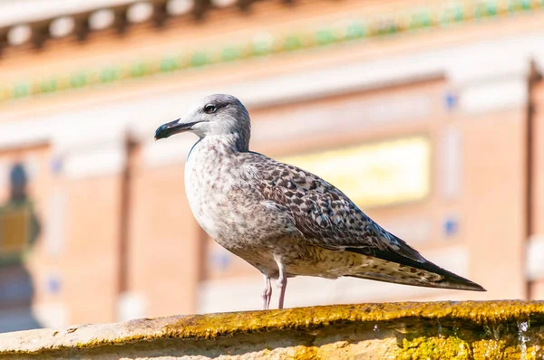 Joven Gaviota Juvenil Larus Argentatus Gaviota Europea Arenque Una Fuente —  Fotos de Stock