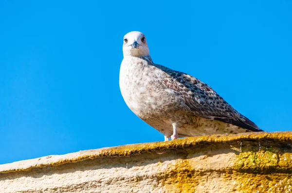 Young Juvenile Seagull Larus Argentatus or the European herring gull on a fountain. It is a large gull up to 65 cm long. One of the best known of all gulls along the shores of western Europe.