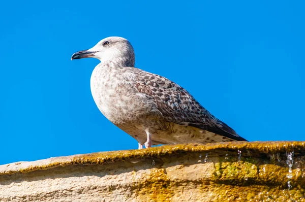 Young Juvenile Seagull Larus Argentatus or the European herring gull on a fountain. It is a large gull up to 65 cm long. One of the best known of all gulls along the shores of western Europe.