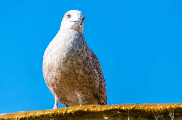 Junge Junge Möwe Larus Argentatus Oder Die Europäische Heringsmöwe Auf — Stockfoto