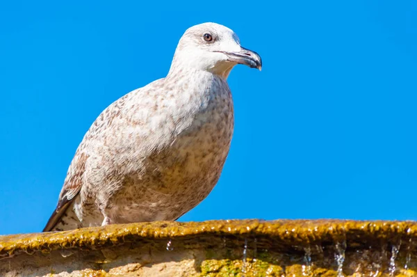 Young Juvenile Seagull Larus Argentatus or the European herring gull on a fountain. It is a large gull up to 65 cm long. One of the best known of all gulls along the shores of western Europe.