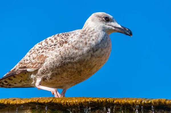 Junge Junge Möwe Larus Argentatus Oder Die Europäische Heringsmöwe Auf — Stockfoto