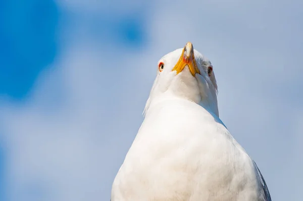 Close Portrait White Seagull Larus Argentatus European Herring Gull Seagull — Stock Photo, Image