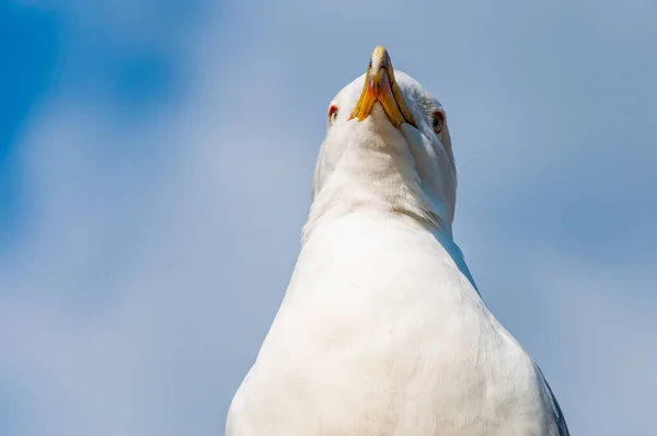 Close Portrait White Seagull Larus Argentatus European Herring Gull Seagull — Stock Photo, Image