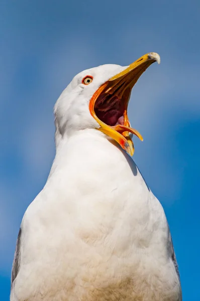 Close Portret Biała Mewa Szeroko Otwarte Żółty Dziób Larus Argentatus — Zdjęcie stockowe