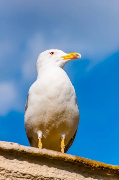 Close Portret Biała Mewa Larus Argentatus Lub Mewa Srebrzysta Mewa — Zdjęcie stockowe