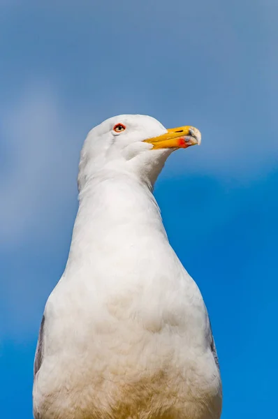 Close Portrait White Seagull Larus Argentatus European Herring Gull Seagull — Stock Photo, Image