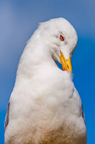 Närbild Porträtt Vita Måsen Rengöring Tvätt Sina Fjädrar Den Larus — Stockfoto