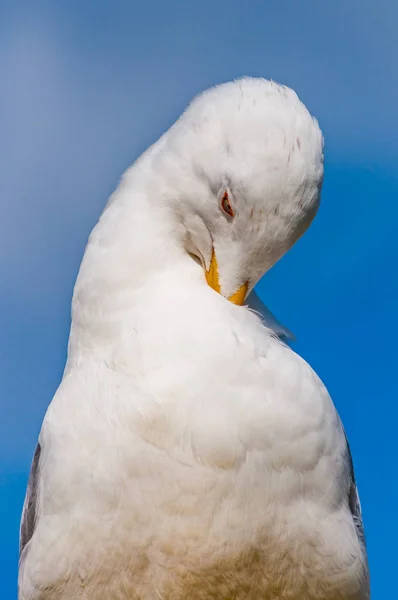 Närbild Porträtt Vita Måsen Rengöring Tvätt Sina Fjädrar Den Larus — Stockfoto