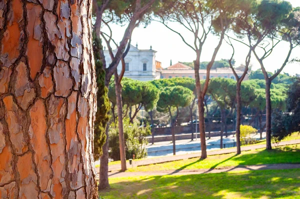 成長する松樹皮トランク前景 ベルベット芝地 パラティーノの丘の居心地の良い歩道と背景にローマ都市の景観 — ストック写真