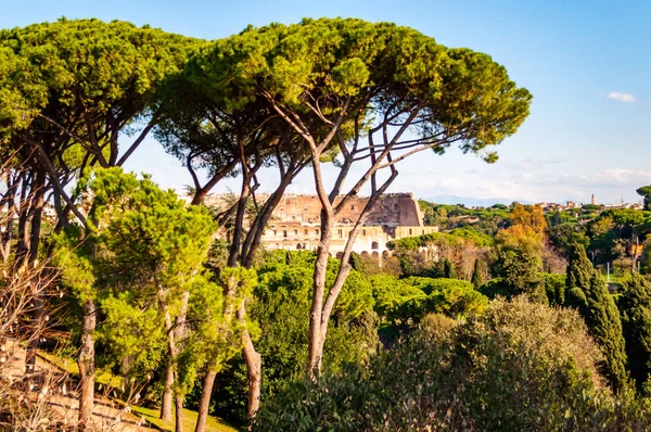 Büyüyen Pines Kadife Çimler Ünlü Colosseum Veya Coliseum Olarak Bilinen — Stok fotoğraf