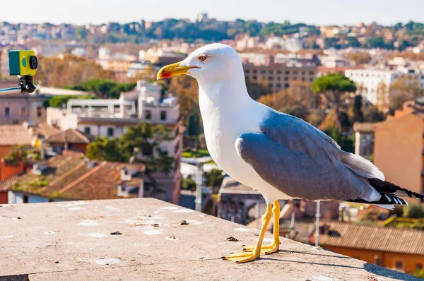 Close Portrait White Seagull Sitting Roof Posing Camera Larus Argentatus — Stock Photo, Image