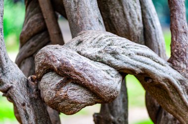 Bükülmüş şekiller ve desenler büyüyen bir ağaç dalları, ilginç