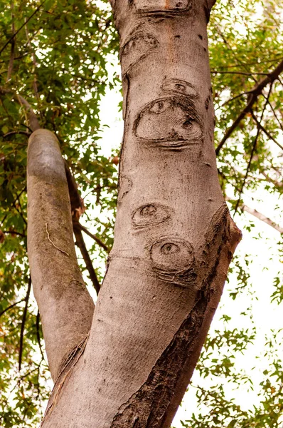 Interessante Formen Und Muster Auf Einem Wachsenden Baumstamm — Stockfoto