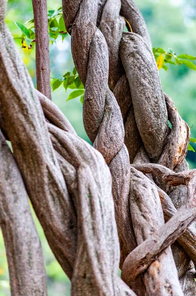 Bükülmüş Şekiller Desenler Büyüyen Bir Ağaç Dalları Ilginç — Stok fotoğraf
