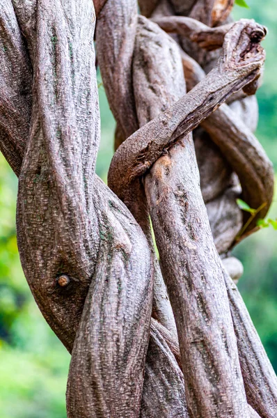 Bükülmüş Şekiller Desenler Büyüyen Bir Ağaç Dalları Ilginç — Stok fotoğraf