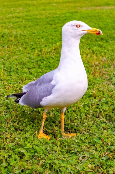 Seagull Står Gräset Den Larus Argentatus Eller Europeiska Gråtruten Seagull — Stockfoto