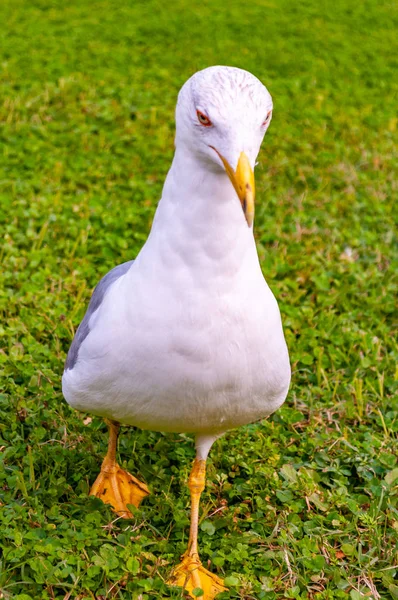 Mouette Debout Sur Herbe Larus Argentatus Goéland Argenté Europe Mouette — Photo