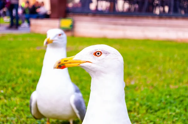 Two Seagulls Standing Grass Larus Argentatus European Herring Gull Seagull — Stock Photo, Image