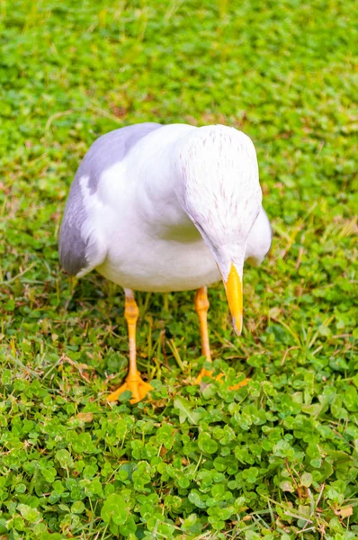 Seagull standing on the grass. The Larus Argentatus or the European herring gull, seagull is a large gull up to 65 cm long. One of the best known of all gulls along the shores of western Europe.