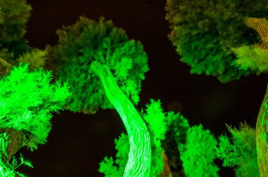 Aşağıdan beach promenade üzerinde geceleri canlı yeşil ışık ile aydınlatılmış yüksek Güney yaprak dökmeyen ağaçlar