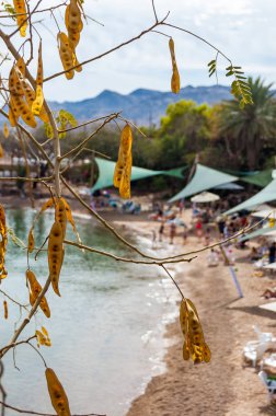 Eilat, İsrail - 21 Mart 2017: Eilat, yunuslar Beach turistler ve konumlar dolu ünlü vaha Güney flora bitkiler yoluyla görünüm