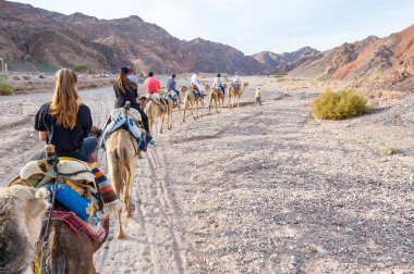 Eilat, İsrail - 21 Mart 2017: Grup, üst üste Eilat çölde yürüyen turist deve kervanı