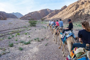 Eilat, İsrail - 21 Mart 2017: Grup, üst üste Eilat çölde yürüyen turist deve kervanı