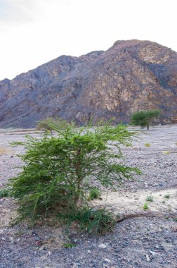 Yemyeşil ağaçlar ve bitkiler Eilat kayalık manzara ortada İsrail'çöl