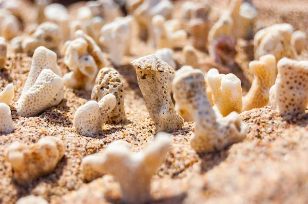 Muitos Pequenos Corais Secos Brancos Deitados Areia Praia Mar Vermelho — Fotografia de Stock