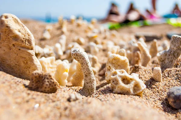 Muitos Pequenos Corais Secos Brancos Deitados Areia Praia Mar Vermelho — Fotografia de Stock