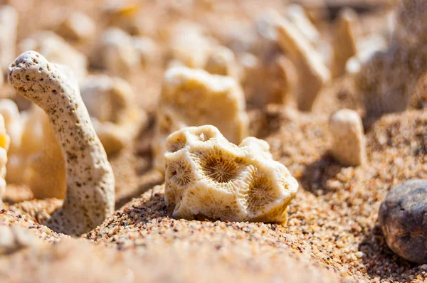 Many small white dry corals lying on the sand on the Red Sea beach in Eilat, Israel