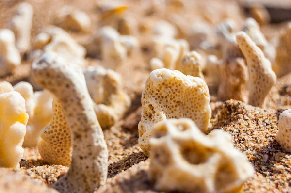 Nombreux Petits Coraux Blancs Secs Couchés Sur Sable Sur Plage — Photo