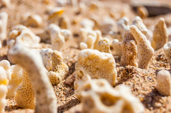 Many small white dry corals lying on the sand on the Red Sea beach in Eilat, Israel