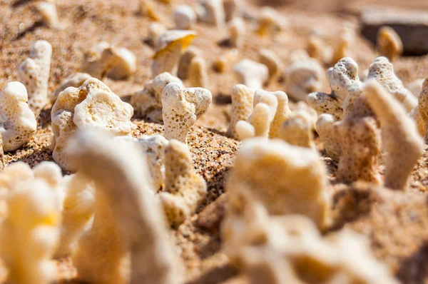 Many small white dry corals lying on the sand on the Red Sea beach in Eilat, Israel