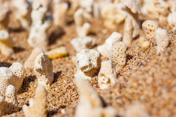 Багато Малі Білі Сухий Коралів Лежачи Піску Березі Червоного Моря — стокове фото