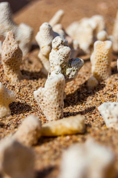 Muitos Pequenos Corais Secos Brancos Deitados Areia Praia Mar Vermelho — Fotografia de Stock