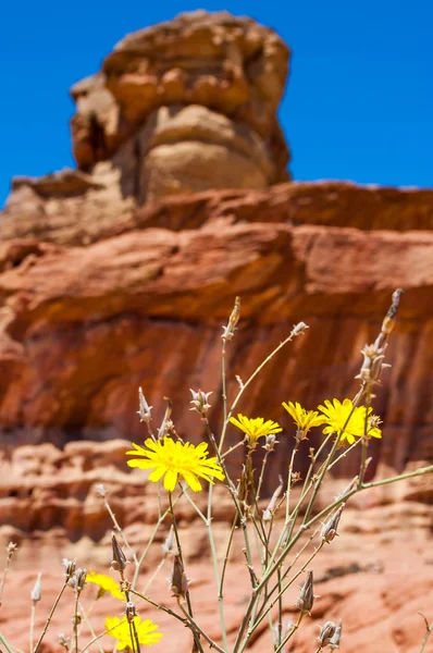 Close-up of yellow blooming desert flowers with Spiral Hill rocky mountain in Timna National Park in Aravah Valley desert in Israel