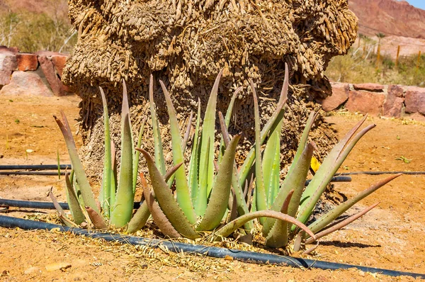 Cultivando Plantas Aloe Vera Parque Nacional Timna Desierto Del Valle — Foto de Stock