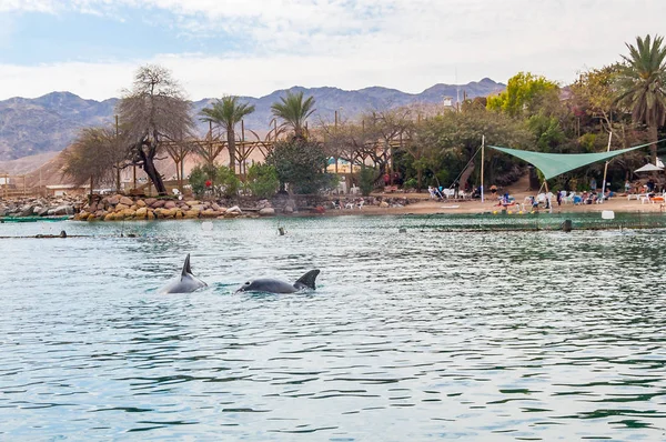 Delfines Nadando Cerca Costa Las Aguas Del Mar Rojo Eilat — Foto de Stock