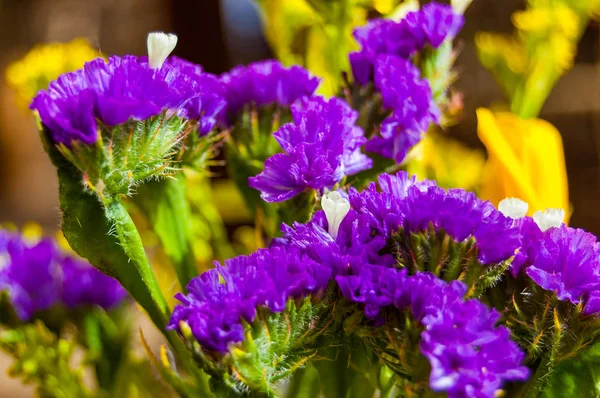 Primer Plano Floración Vibrante Violeta Vivo Flores Lila Púrpura — Foto de Stock