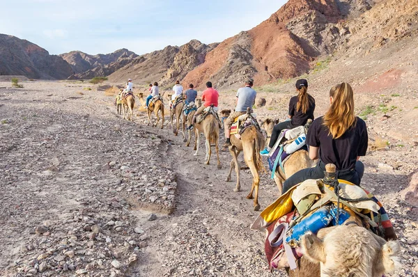Eilat Israël Maart 2017 Groep Caravan Van Kamelen Met Toeristen — Stockfoto